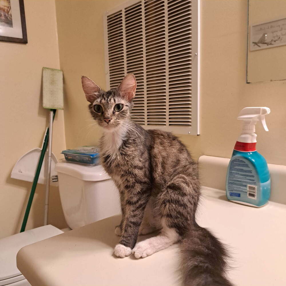 Lorelai