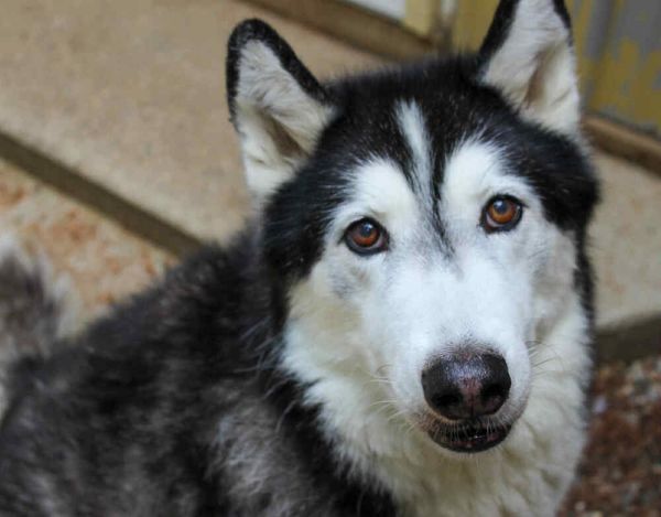 Zeppelin thumbnail 2