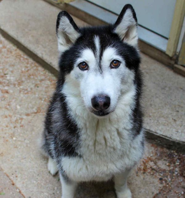 Zeppelin thumbnail 3