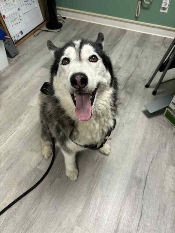 Zeppelin thumbnail 4