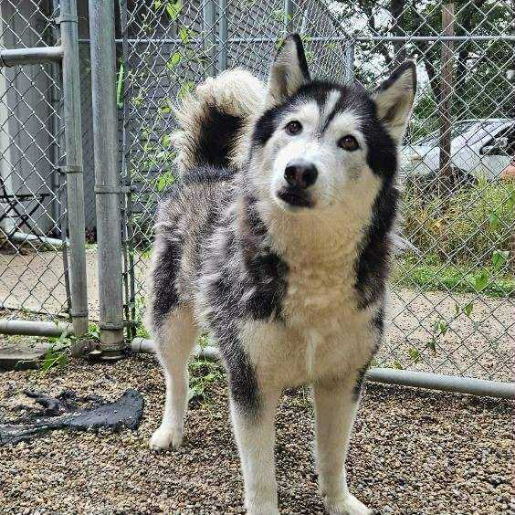 Zeppelin thumbnail 5