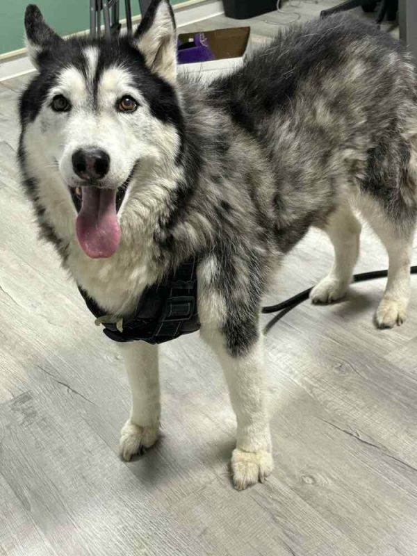 Zeppelin thumbnail 6