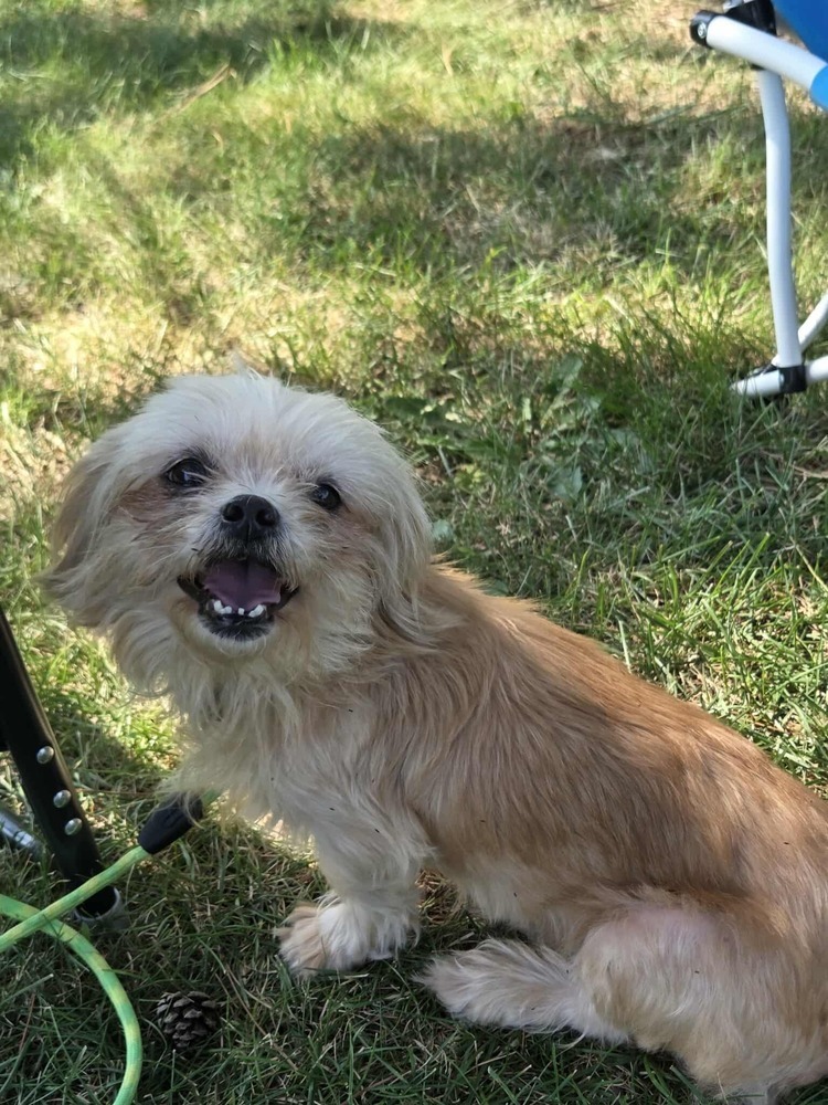 Portia JC, an adoptable Chihuahua, Pekingese in Peoria, IL, 61604 | Photo Image 1