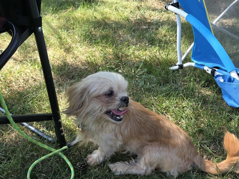 Portia JC, an adoptable Chihuahua, Pekingese in Peoria, IL, 61604 | Photo Image 2