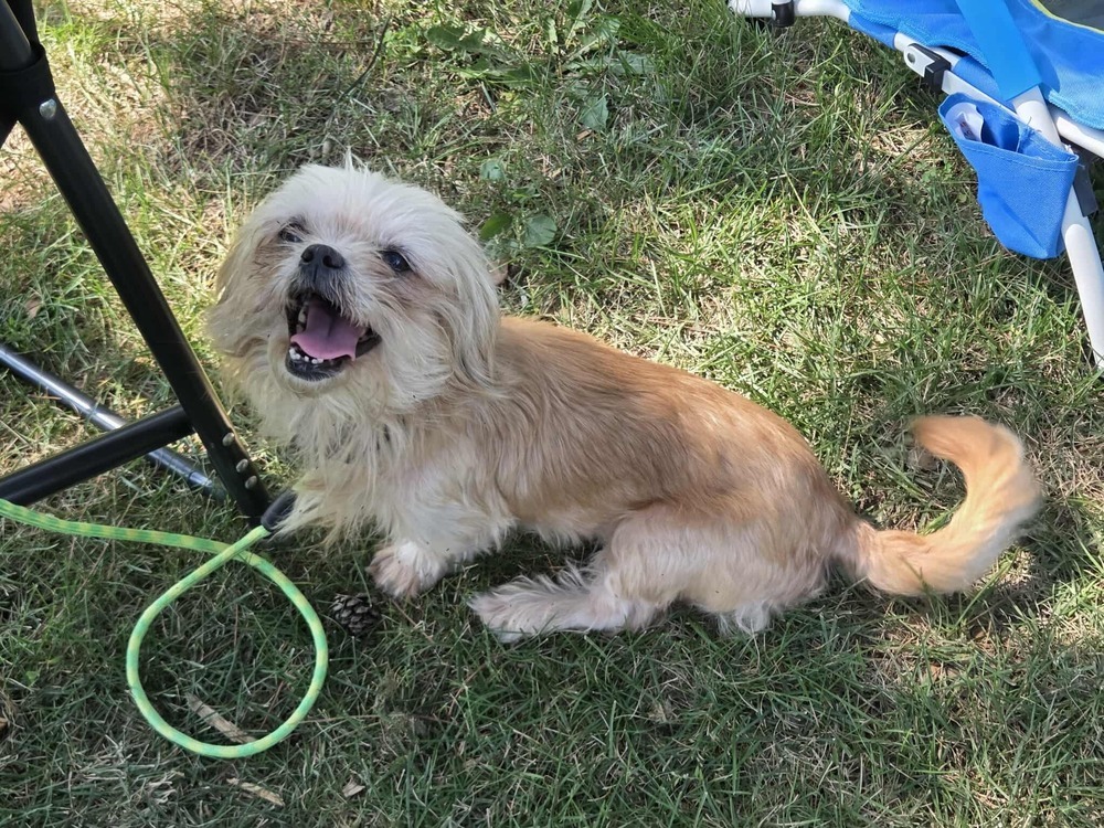 Portia JC, an adoptable Chihuahua, Pekingese in Peoria, IL, 61604 | Photo Image 3