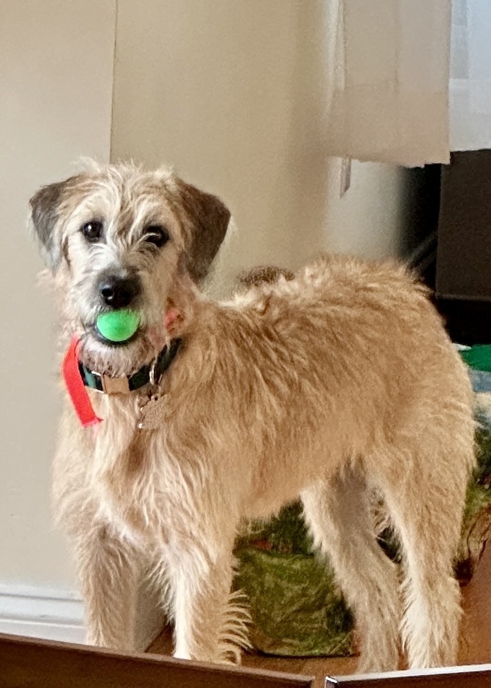 Obi aka Ben (Park Litter)