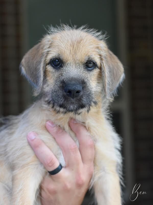 Obi aka Ben (Park Litter)