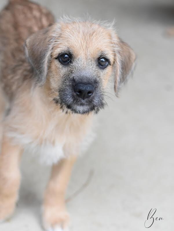 Obi aka Ben (Park Litter)
