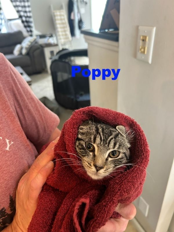 Poppy  Michelle photo 1