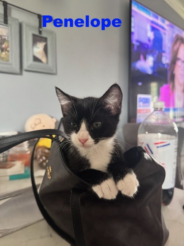 Penelope  Ncpd Aviation photo 1