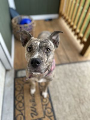 Coco Chanel, Adult Female unknown