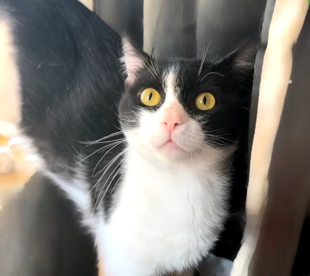 Captain Meow Sparrow (FIV+)