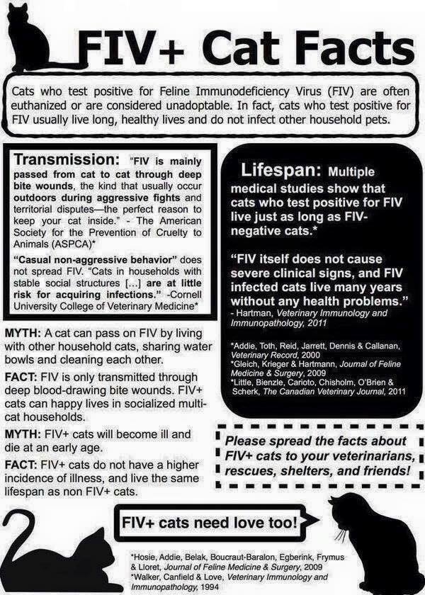 Captain Meow Sparrow (FIV+)