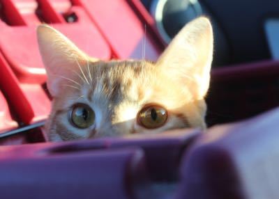 Tiberius thumbnail 2