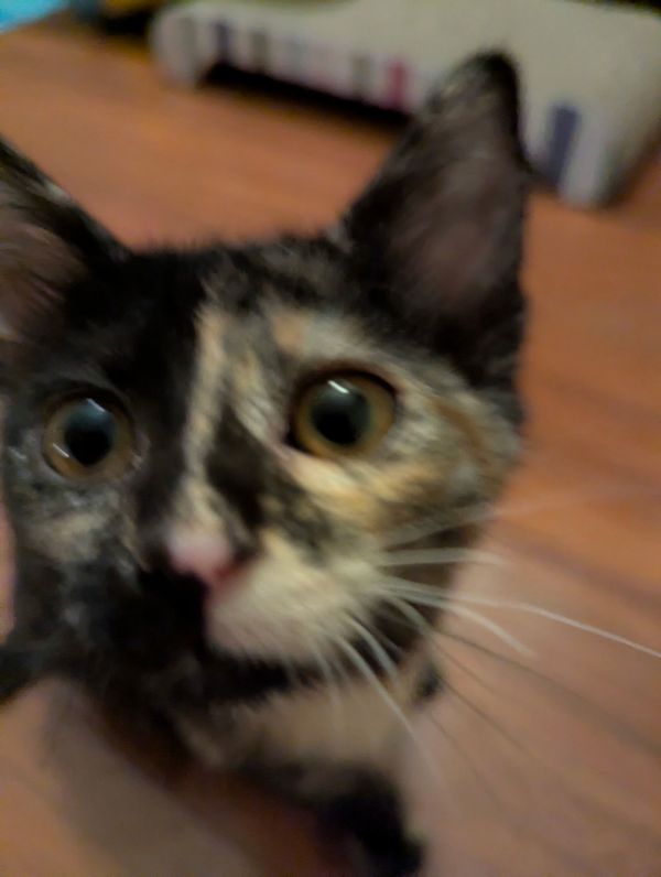Coco