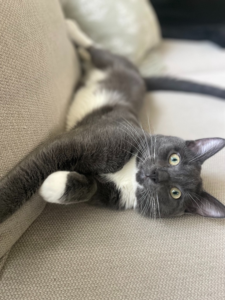 Gizmo