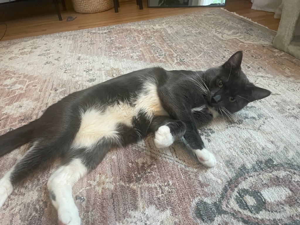 Gizmo