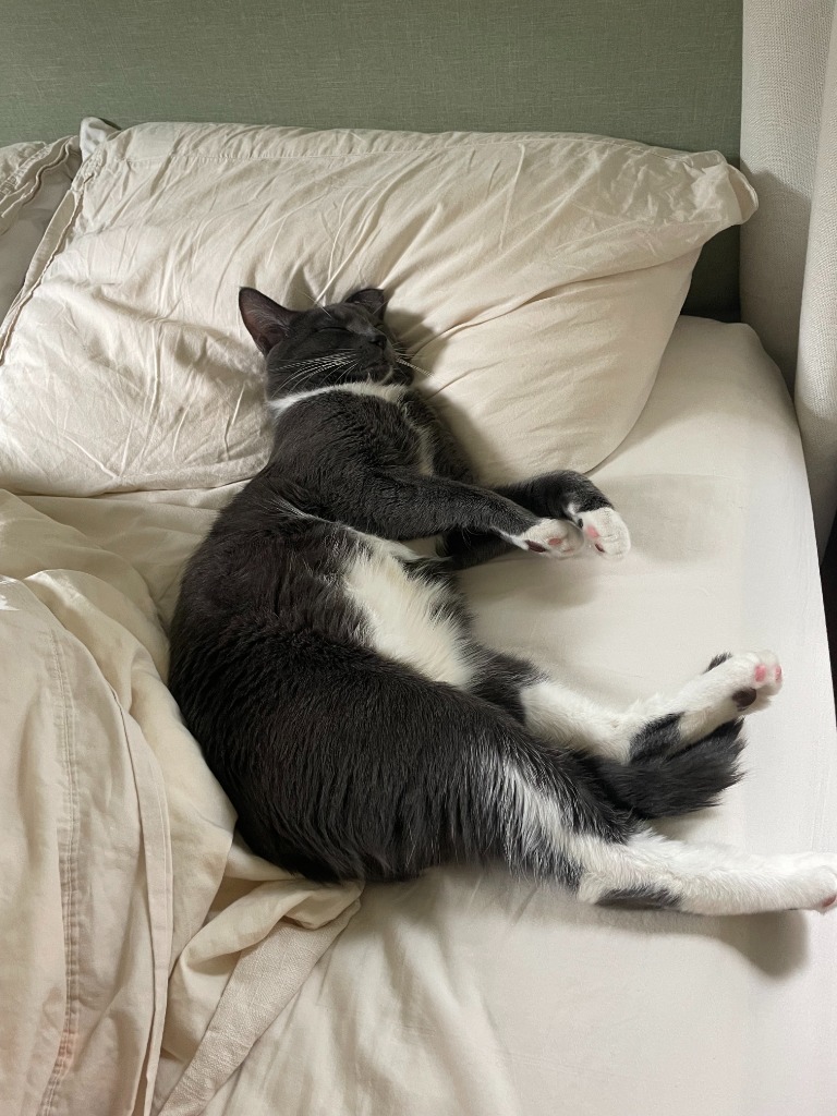 Gizmo