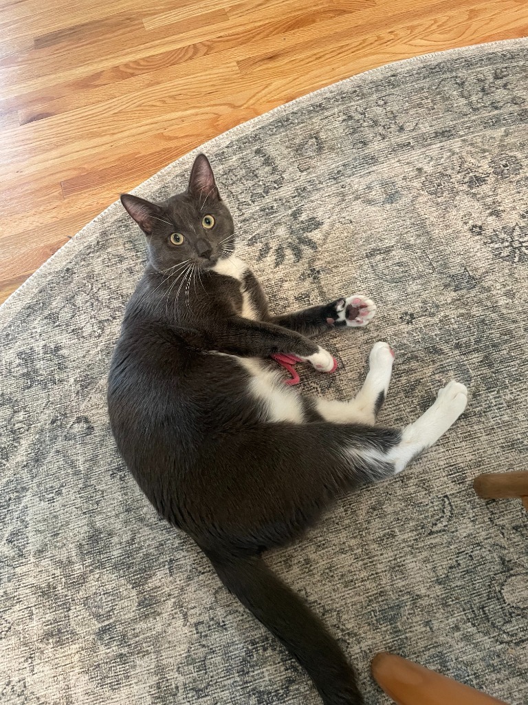 Gizmo