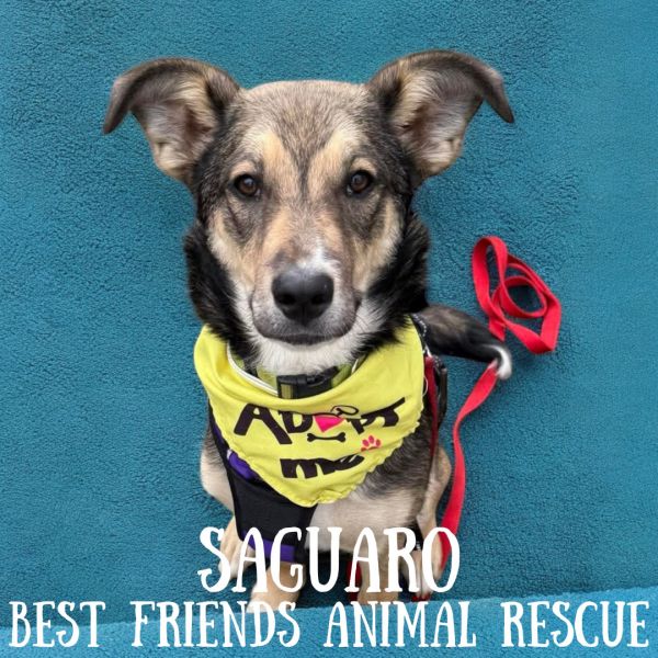 Saguaro