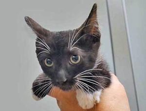 789565, Baby Female unknown
