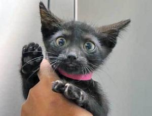 789585, Baby Female unknown