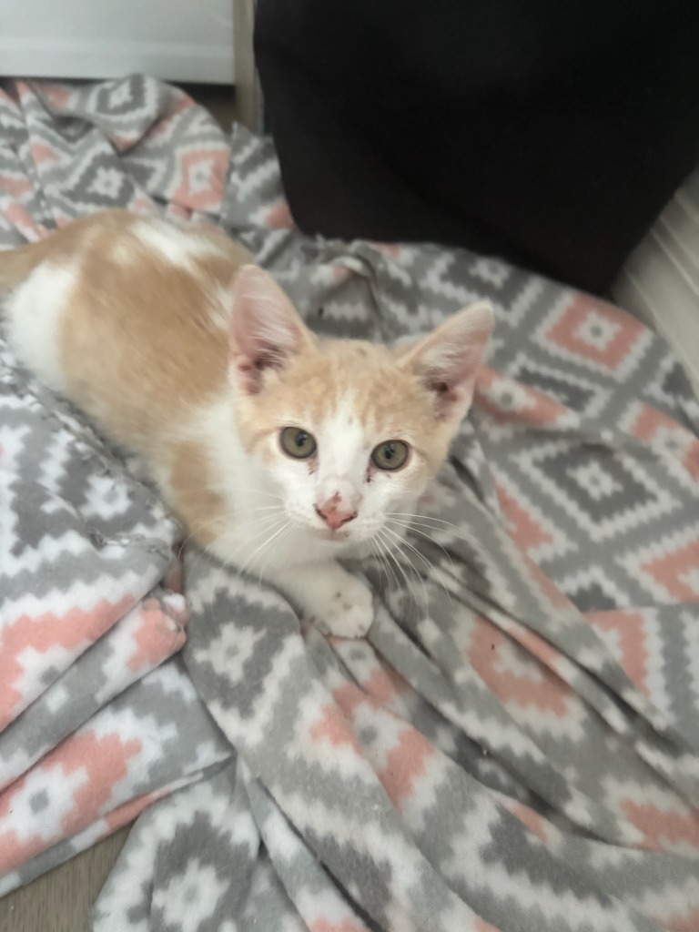 Flynn