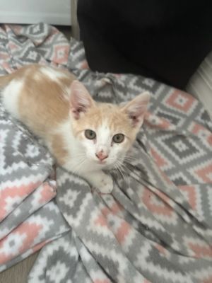 Flynn, Baby Male unknown