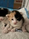 Tiana photo 2