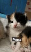 Anna photo 2