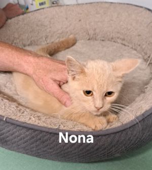 Nona, Baby Female unknown