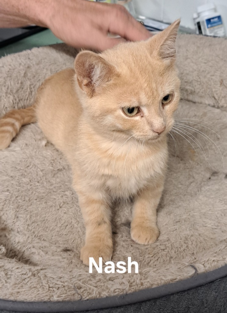 Nash