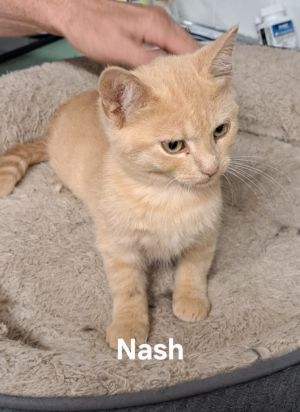 Nash, Baby Male unknown