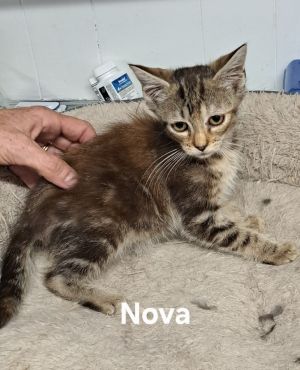 Nova, Baby Female unknown