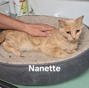 Nanette, Baby Female unknown