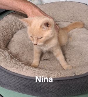 Nina, Baby Female unknown