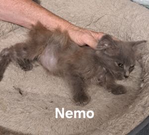 Nemo, Baby Male unknown