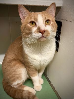 Malachi 61, Young Male unknown