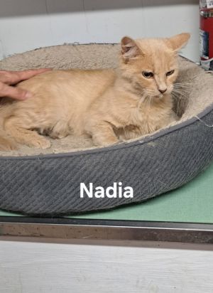 Nadia, Young Female unknown