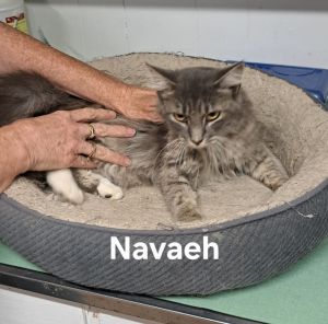 Nevaeh, Young Female unknown