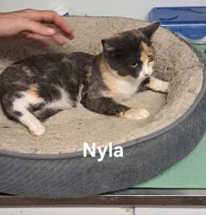 Nyla, Baby Female unknown