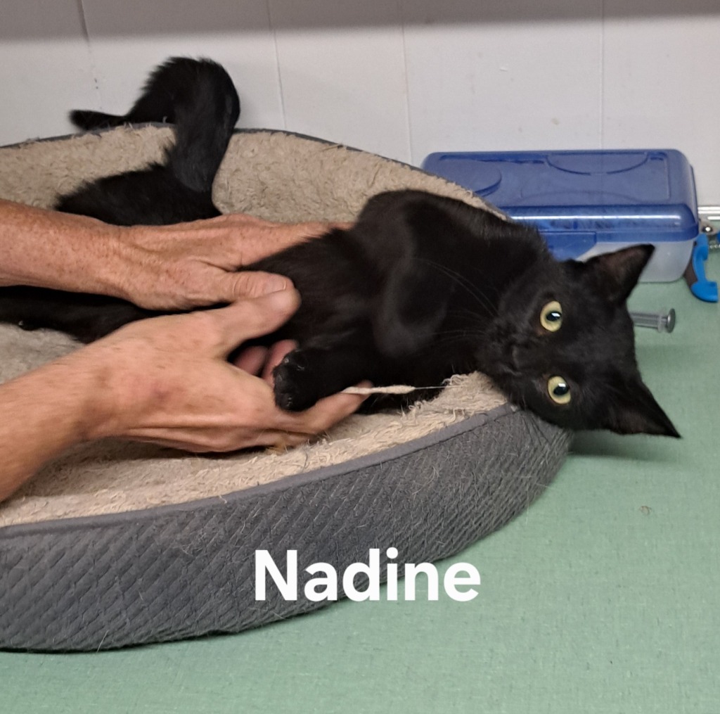 Nadine