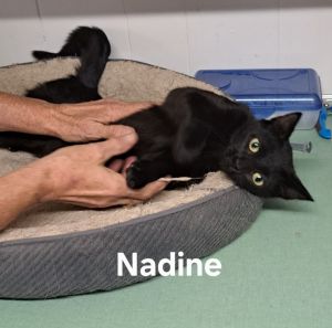 Nadine, Young Female unknown