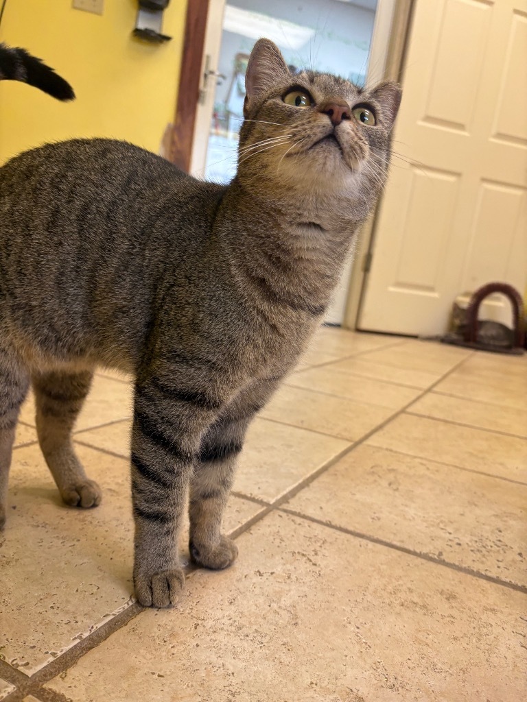 Cariann, an adoptable Domestic Short Hair in Corpus Christi, TX, 78415 | Photo Image 1