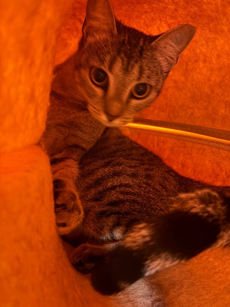 Cariann, an adoptable Domestic Short Hair in Corpus Christi, TX, 78415 | Photo Image 2