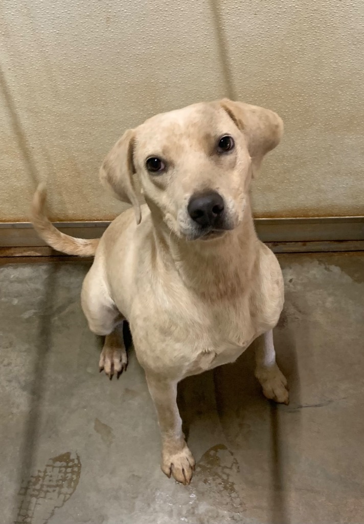 Chance, an adoptable Labrador Retriever, Mixed Breed in Tucumcari, NM, 88401 | Photo Image 1