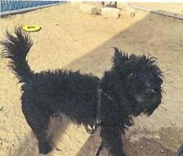 Elmer (A113524)