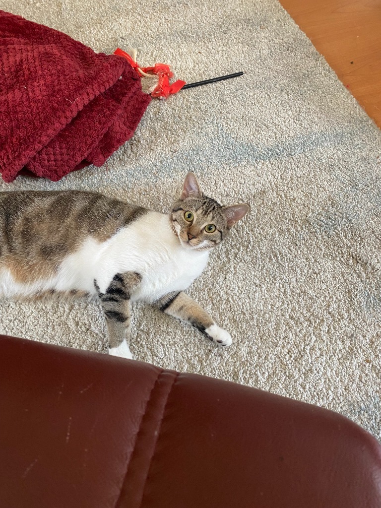 Maple