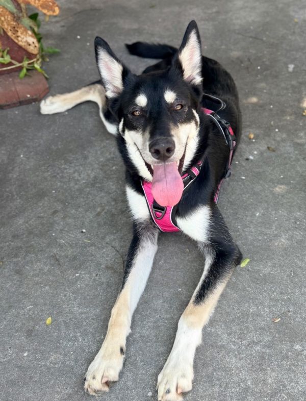 Sadie