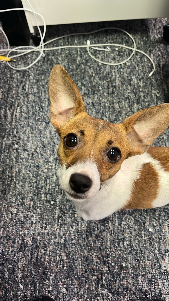 Bambi